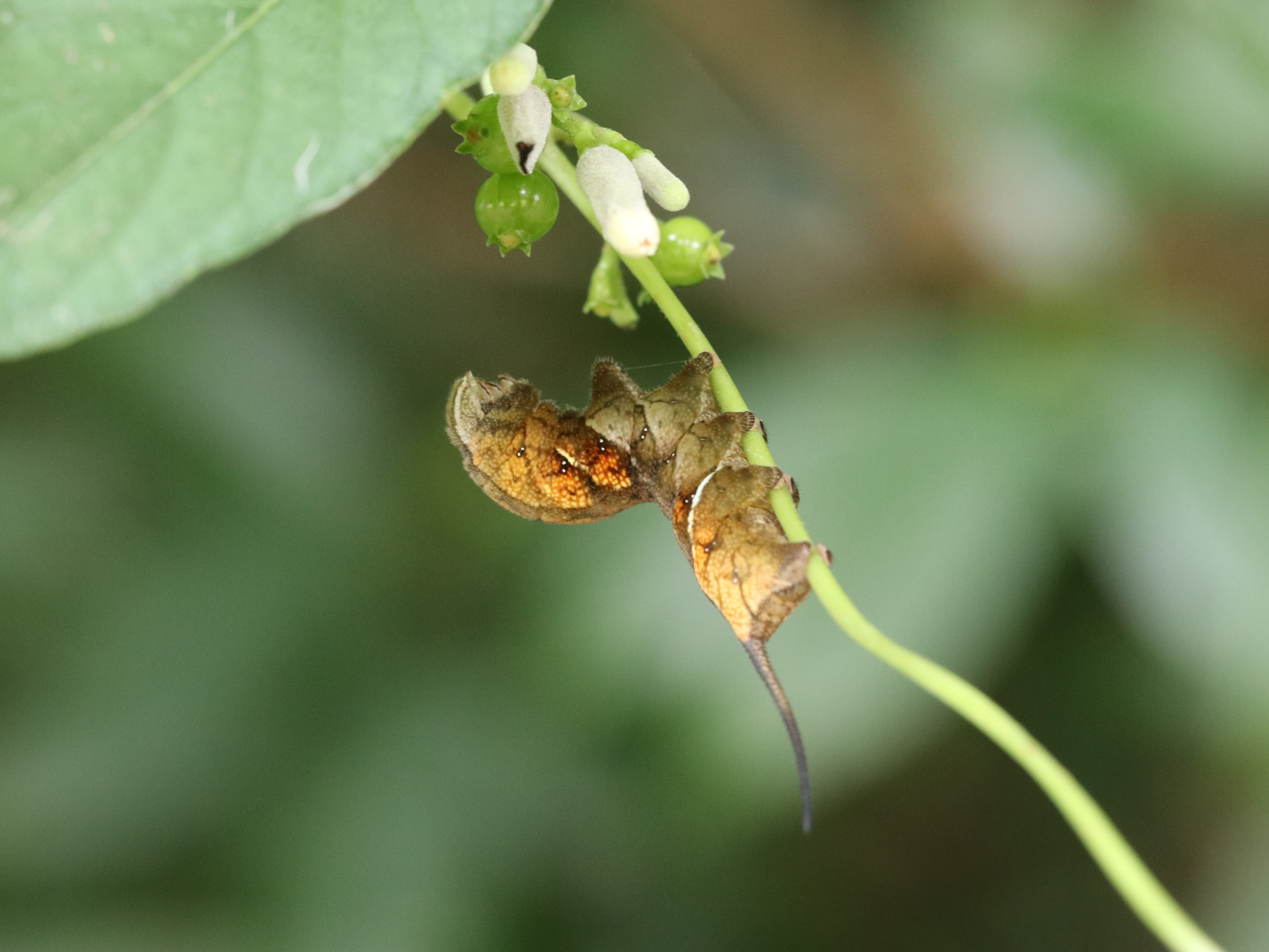 ホシヒメホウジャク幼虫